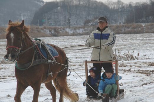 馬拉着雪橇在雪地上跑